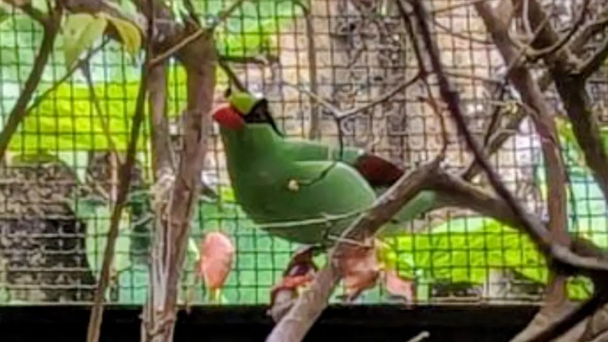 Burung Ekek Keling Sunda yang dikenal sebagai Ekek Geling Jawa (Cissa thalassina) asal Gunung Pangrango, Jawa Barat. (ANTARA/HO-Adi Marsiela)