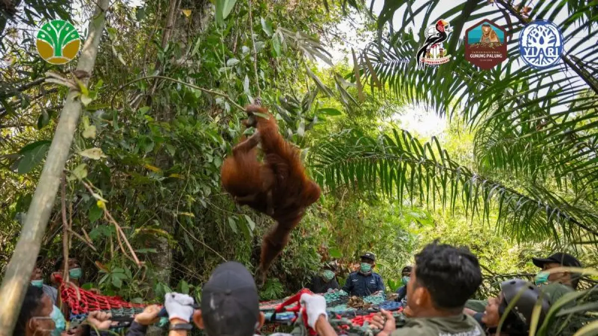 Tim gabungan BKSDA Kalbar Seksi Konservasi Wilayah I Ketapang, Balai Taman Nasional Gunung Palung (Tanagupa), Yayasan Inisiasi Alam Rehabilitasi Indonesia (YIARI), dan masyarakat mengevakuasi tiga individu orangutan dari perkebunan masyarakat di Desa Tanjungpura, Kecamatan Muara Pawan, Kabupaten Ketapang, Kalbar. (ANTARA/BKSDA Kalbar)