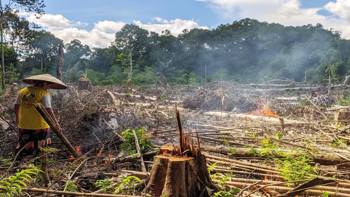ILUSTRASI: Peladang sedang membakar lahan dengan kearifan lokal, sesuai dengan ketentuan Perda Kalbar. (AMAN)