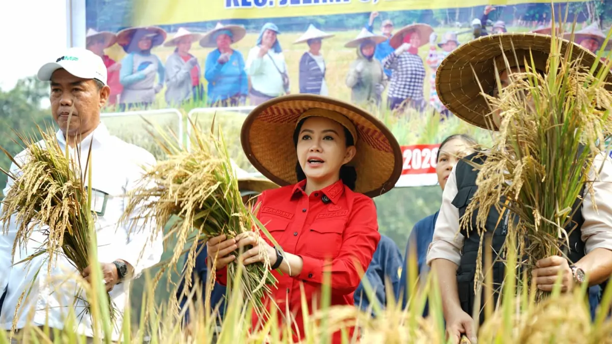 Bupati Landak Karolin Margret Natasa menghadiri panen perdana penangkaran benih padi varietas Inpari 32 bersama Kelompok Tani Pamule Desa Tubang Raeng, Kecamatan Jelimpo, Jumat (21/8). (HUMAS PEMKAB LANDAK)