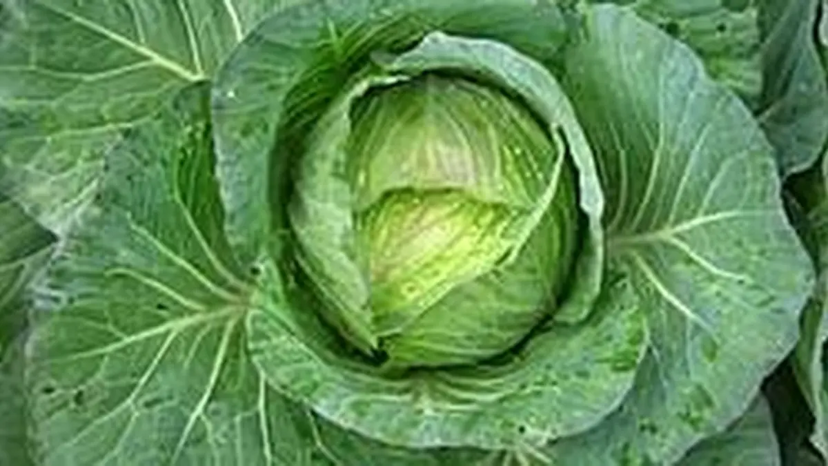 Kubis berukuran jumbo bisa diolah menjadi beragam hidangan selama lebih dari dua bulan hingga seluruh bagian yang masih layak digunakan habis.(DOK WIKIPEDIA) 
