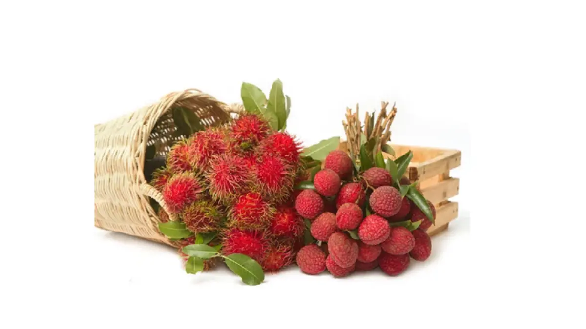 Lychee (leci) dan rambutan sama-sama memiliki daging buah manis, tetapi dapat dibedakan dari kulit, tekstur, rasa, dan ukurannya. (RHS)