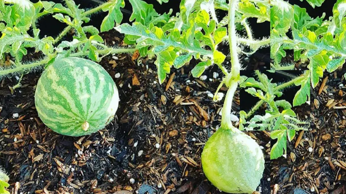 Penyiraman yang tepat membantu tanaman semangka tumbuh kuat dan menghasilkan buah yang lebih besar, manis, serta berair. (BALCONYGARDENWEB)