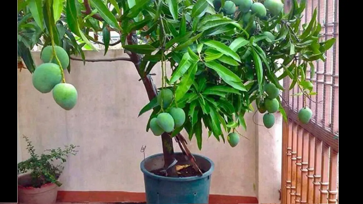 Pohon mangga varietas kerdil dapat ditanam dalam pot berukuran besar dengan perawatan yang disesuaikan kebutuhan tanaman. (BALCONYGARDENWEB)
