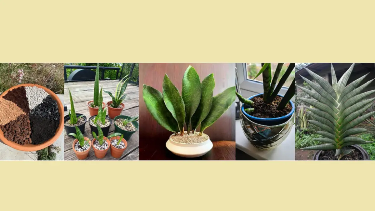 Snake plant dapat diarahkan tumbuh melebar seperti kipas dengan pemilihan varietas dan pengaturan pot serta arah rimpangnya. (BALCONYGARDENWEB)