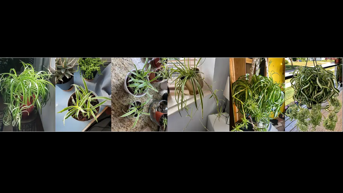 Spider plant varietas Bonnie memiliki daun spiral alami yang dapat tampil lebih keriting dengan penataan dan perawatan yang tepat. (BALCONYGARDENWEB)