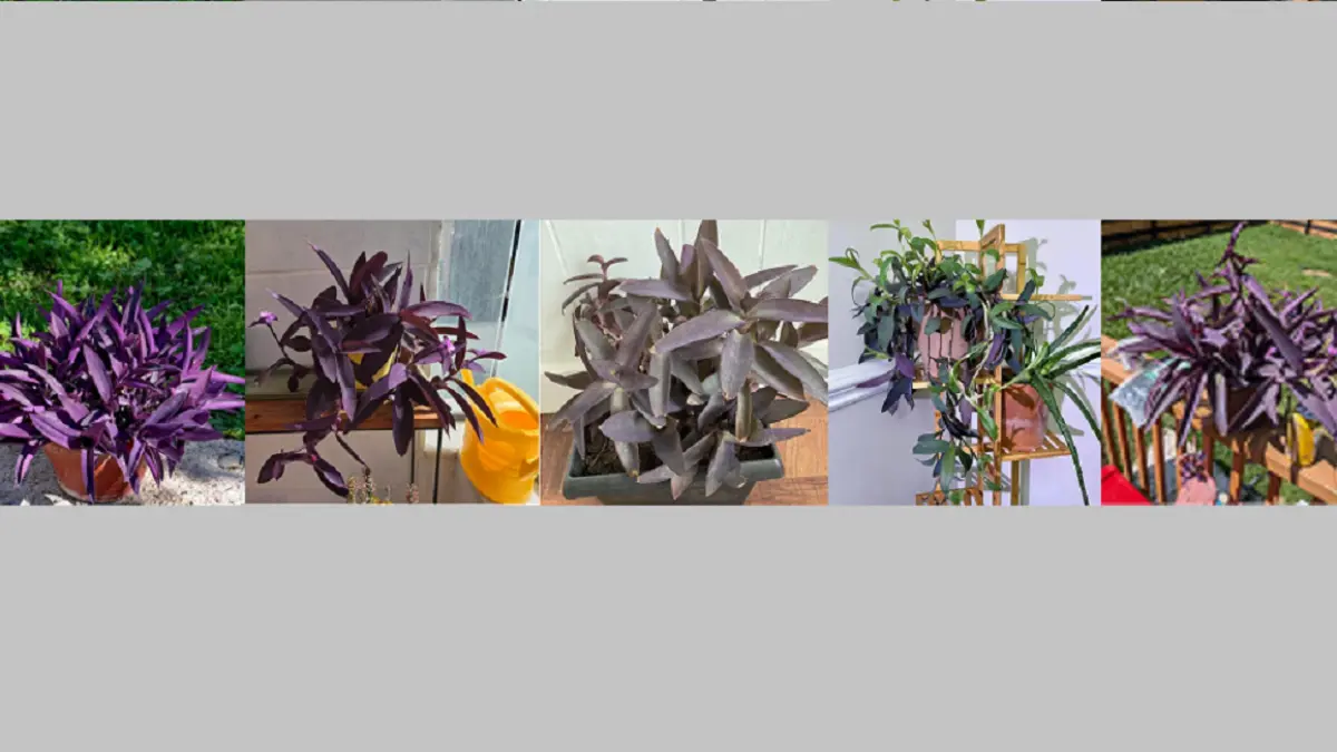 Tanaman Purple Heart membutuhkan cahaya terang untuk mempertahankan warna ungu pekat pada daun dan batangnya. (REDDIT/BALCONYGARDENWEB)