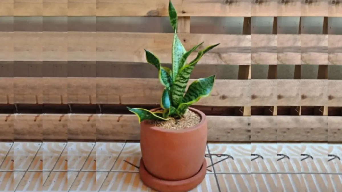 Daun baru snake plant dapat membutuhkan waktu beberapa bulan. (BALCONYWEBGARDEN)