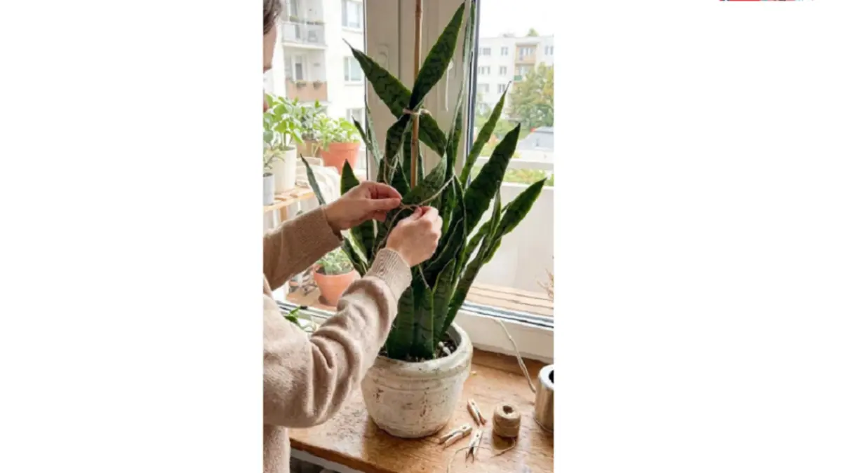 Gunakan tongkat bambu di dekat daun yang sedang berkembang. (BALCONYGARDENWEB)