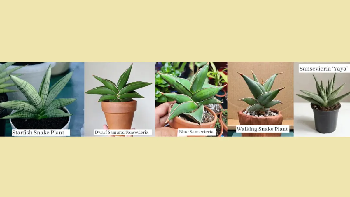 Lima jenis lidah mertua memiliki susunan daun unik yang membentuk pola geometris menyerupai berlian. (BALCONYGARDENWEB)