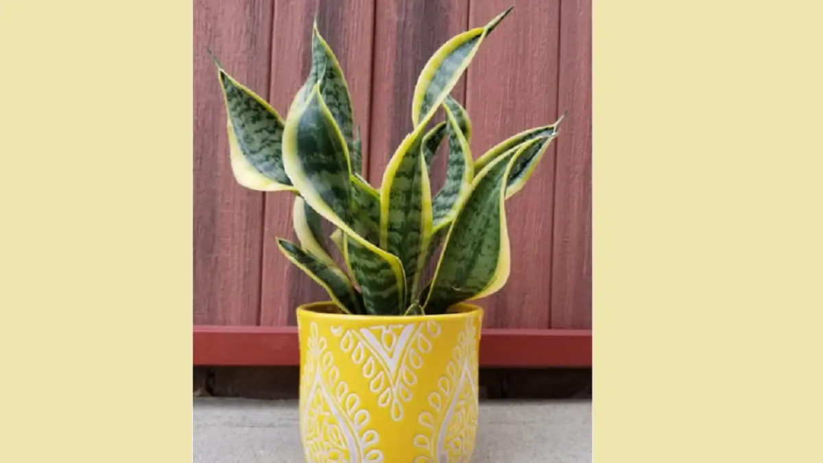 Snake plant dapat diarahkan membentuk lengkungan secara bertahap dengan memanfaatkan arah cahaya dan penyangga pada daun muda. (BALCONYGARDENWEB)