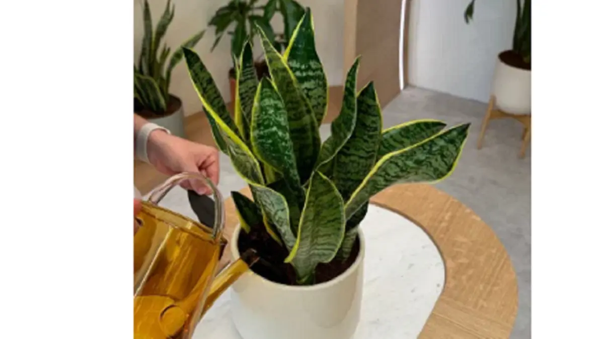 Snake plant menyimpan air pada daun dan akar. (BALCONYWEBGARDEN)