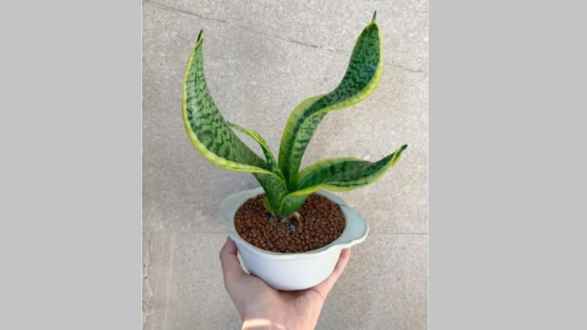 Tempatkan Snake Plant di dekat jendela yang menghadap timur atau jendela yang mendapatkan cahaya tersaring dari arah selatan. (BALCONYGARDENWEB)