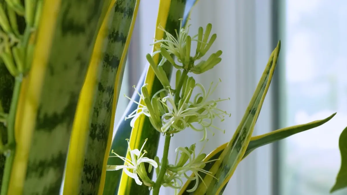 Bentuk dan karakteristik bunga dari tanaman hias Snake Plant. (YOUTUBE/@SheffieldMadePlants)