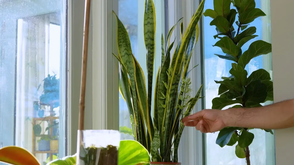 Ilustrasi cara merawat tanaman Snake Plant agar dapat mengeluarkan bunga. (YOUTUBE/@SheffieldMadePlants)