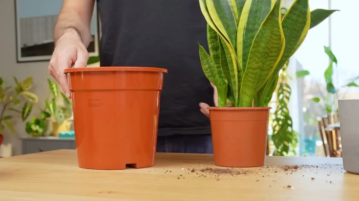 Ilustrasi cara merawat tanaman snake plant untuk pemula. (YOUTUBE/@SheffieldMadePlants)