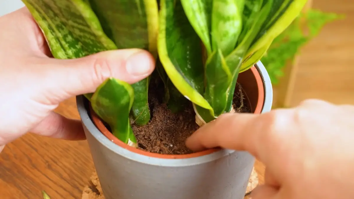 Ilustrasi cara merawat tanaman snake plant untuk pemula. (YOUTUBE/@SheffieldMadePlants)