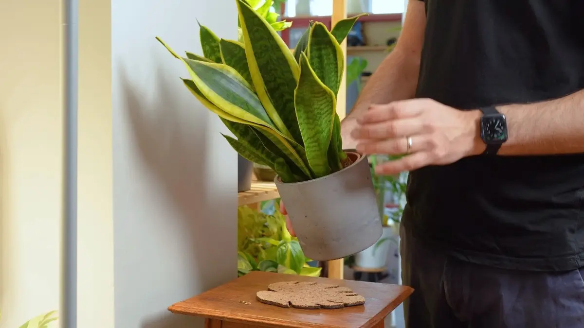 Ilustrasi cara merawat tanaman snake plant untuk pemula. (YOUTUBE/@SheffieldMadePlants)