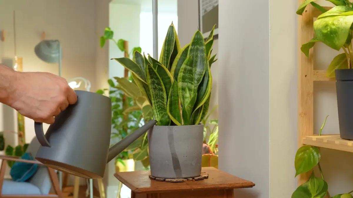 Ilustrasi cara merawat tanaman snake plant untuk pemula. (YOUTUBE/@SheffieldMadePlants)