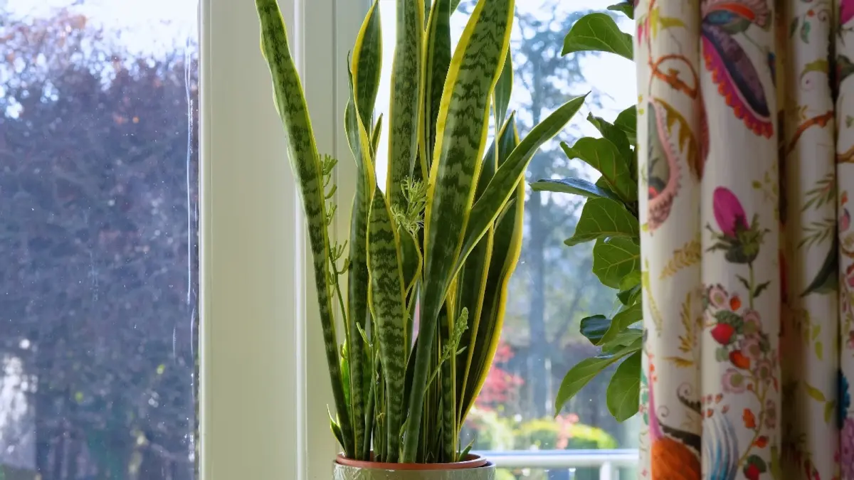 Ilustrasi tanaman Snake Plant yang mengeluarkan bunga. (YOUTUBE/@SheffieldMadePlants)
