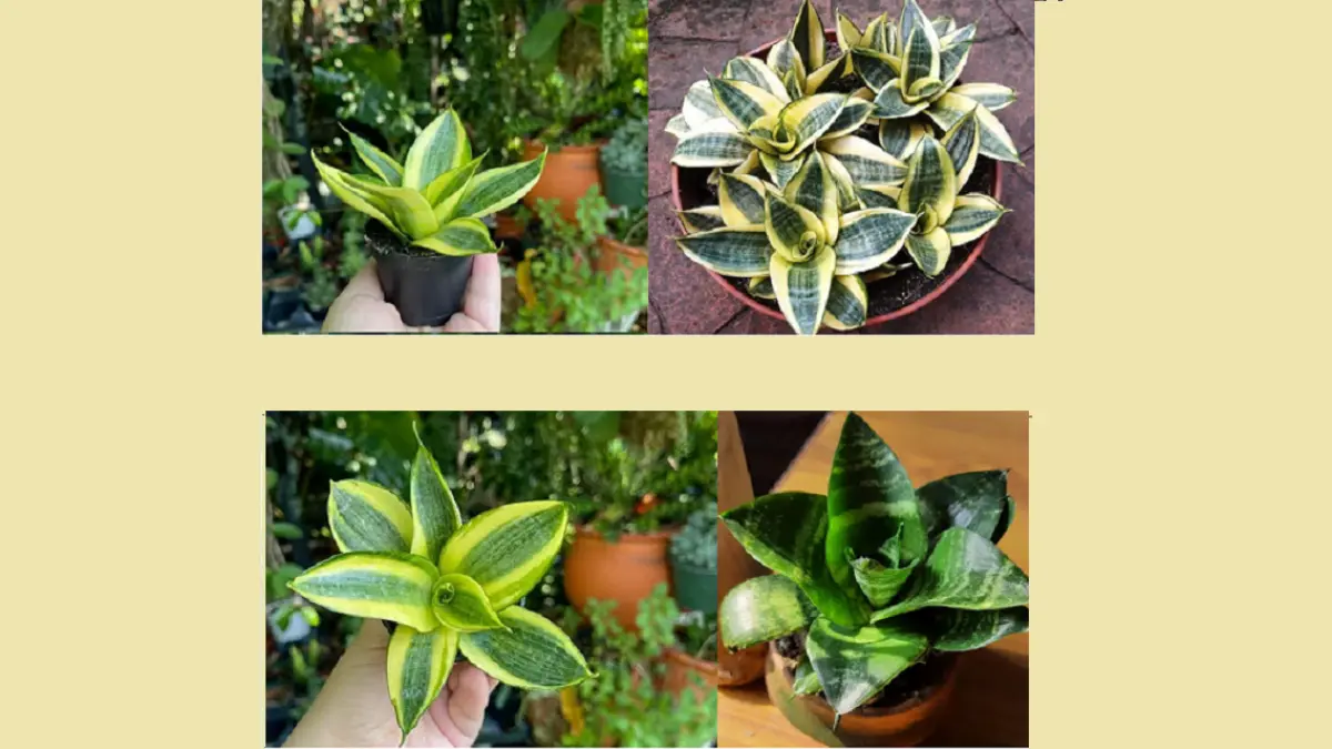 Lidah mertua berbentuk roset dapat tumbuh rapi dan kompak dengan pemilihan varietas, cahaya, media tanam, serta penyiraman yang tepat. (BALCONYGARDENWEB)