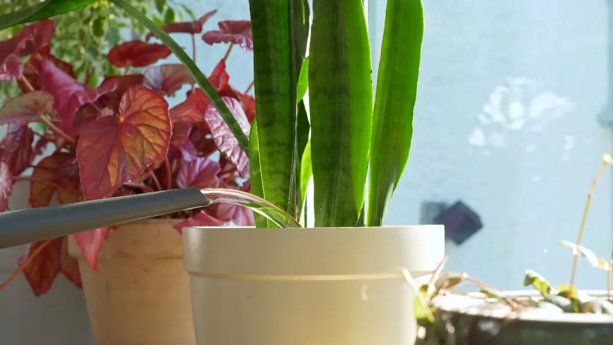 Perhatikan jumlah air yang anda berikan kepada tanaman Snake Plant kesayangan. Jangan terlalu banyak agar daun tidak membusuk. (YOUTUBE/@SheffieldMadePlants)