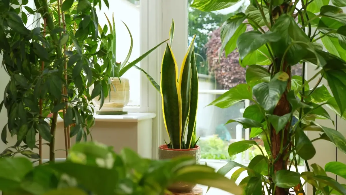 Perhatikan kondisi akar tanaman Snake Plant agar tidak mengalami pembusukan. Lakukan pergantian pot setiap 3 atau 4 tahun sekali. (YOUTUBE/@SheffieldMadePlants)