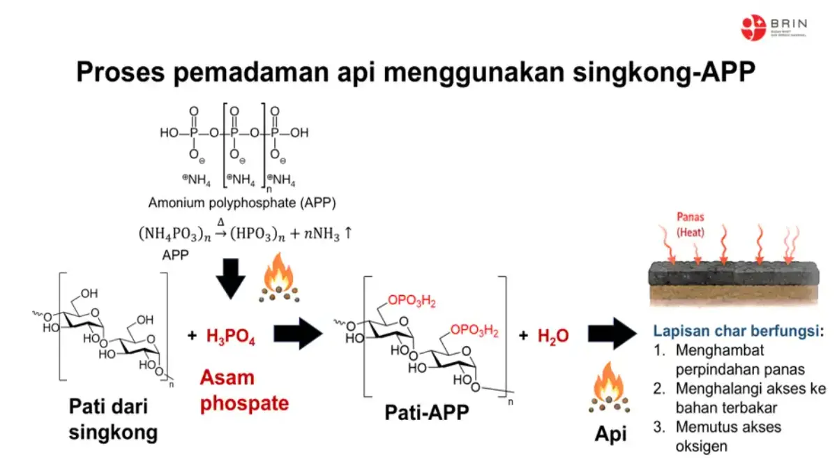 Proses pemadaman api dengan menggunakan singkong-APP. (BRIN)