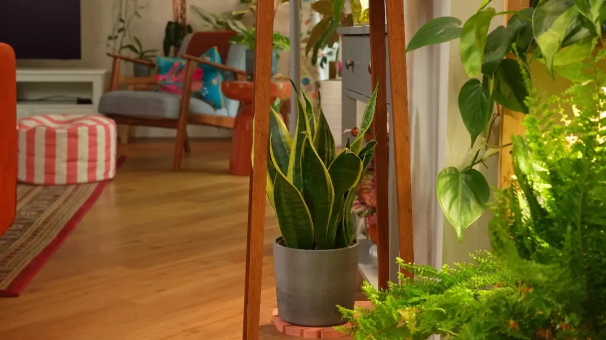 Tanaman Snake Plant tampak cantik ketika ditaruh di dalam sudut ruangan rumah. (YOUTUBE/@SheffieldMadePlants)