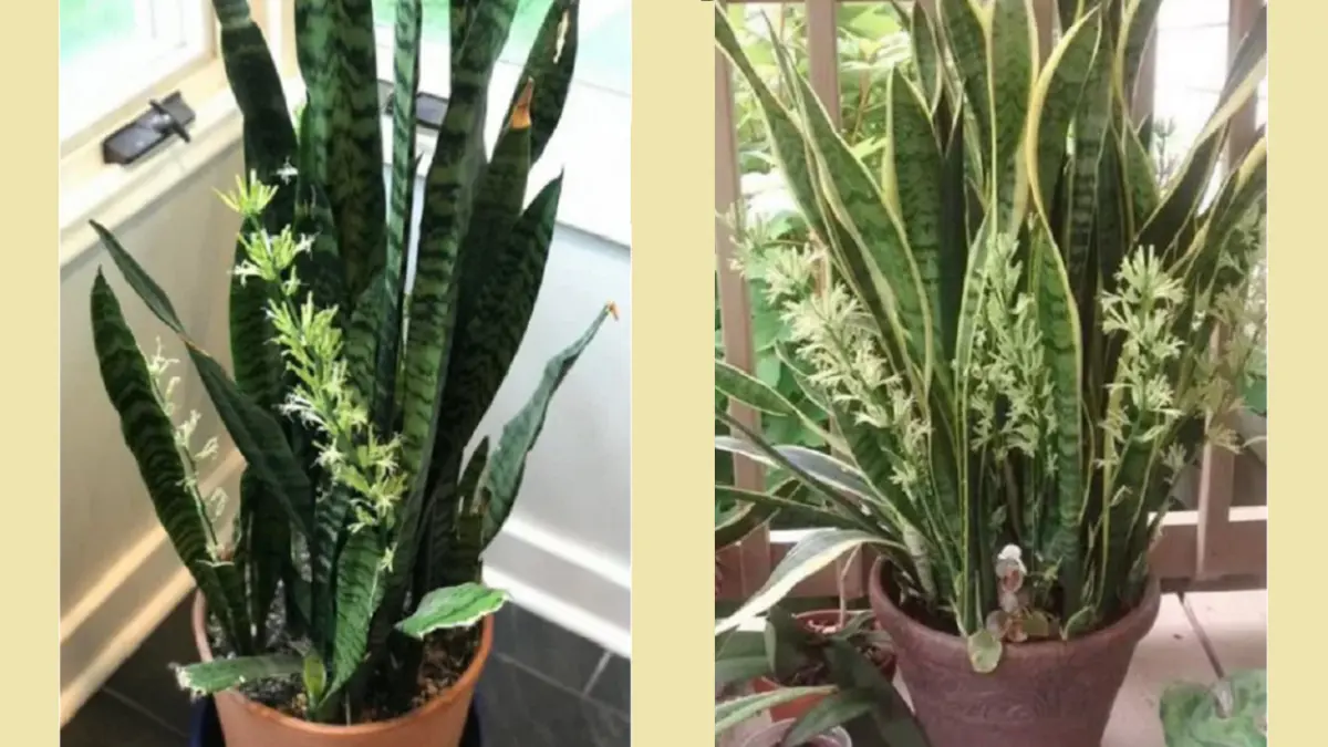 Bunga lidah mertua (snake plant) tumbuh pada tangkai panjang dan memiliki aroma kuat menyerupai campuran rempah serta vanila. (BALCONYGARDENWEB)