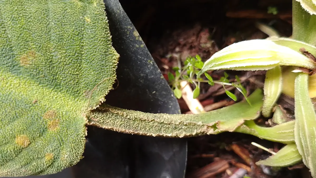 Homalomena pachyderma. (BRIN)