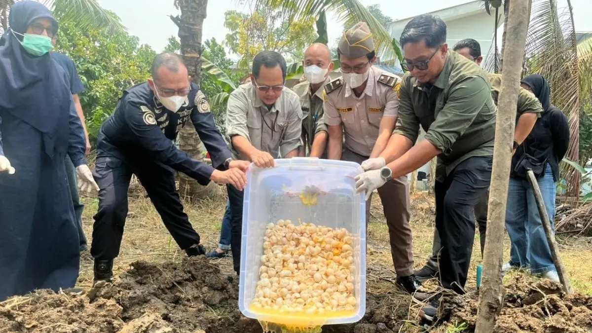 Balai Pengelolaan Kelautan dan Perikanan (Balai PK) Pontianak memusnahkan sebanyak 1.190 butir telur penyu hasil temuan di Sambas yang dinyatakan infertil atau tidak dapat dibuahi dan ditetaskan, Sabtu (29/8/2026). (ANTARA/Sucia Lucinda)