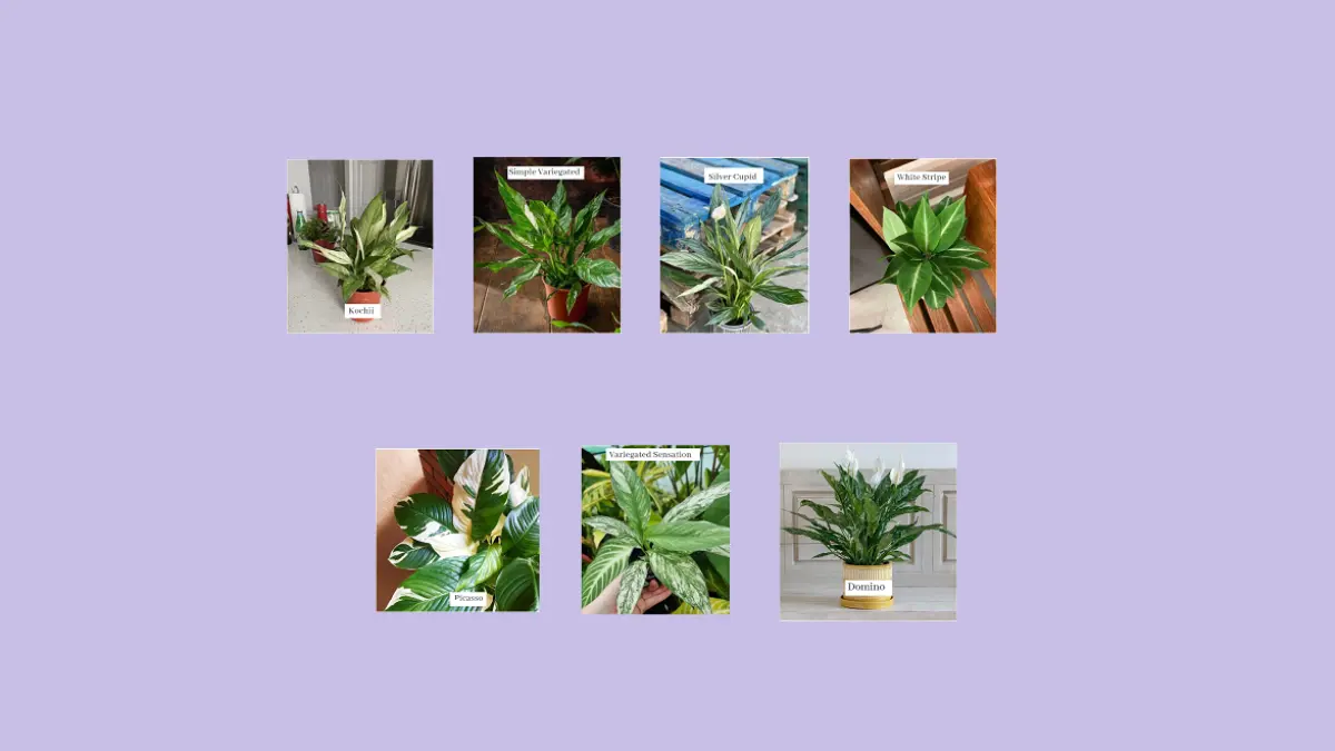 Peace lily variegata memiliki corak daun beragam yang membuatnya menarik sebagai tanaman hias di dalam ruangan. (BALCONYGARDENWEB)