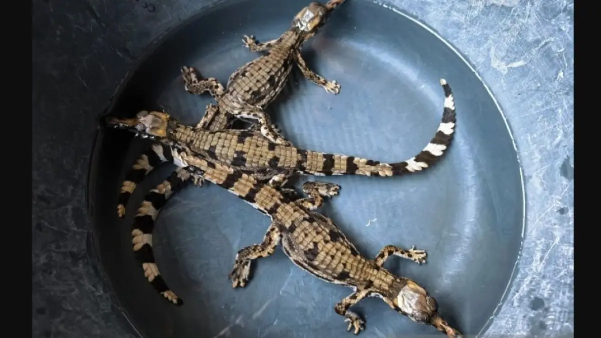 Tiga anakan Buaya Sinyulong (Tomistoma schlegelii) dievakuasi dari rumah nelayan di Dusun Teredu, Desa Anjungan Dalam, Kabupaten Mempawah. (ANTARA/BPKP)
