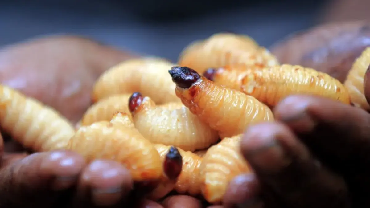 Ulat sagu (Rhynchophorus spp.) yang selama ini dikenal sebagai hama tanaman sagu berpotensi dikembangkan sebagai sumber protein alternatif setelah melalui riset dan pengolahan yang memenuhi standar keamanan pangan. (ANTARA)