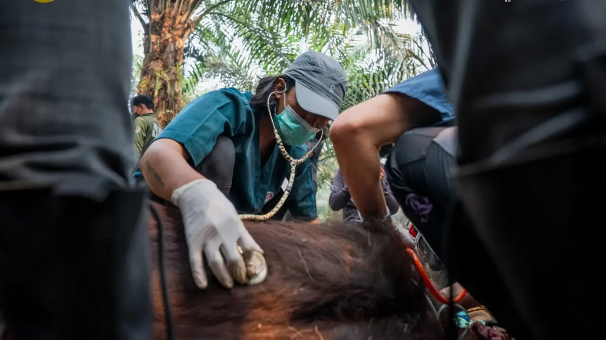 Upaya penyelamatan orangutan dalam kondisi lemas di kebun sawit milik warga di Desa Laman Satong, Kecamatan Matan Hilir Utara, Kabupaten Ketapang, Minggu (30/8). (ISTIMEWA)