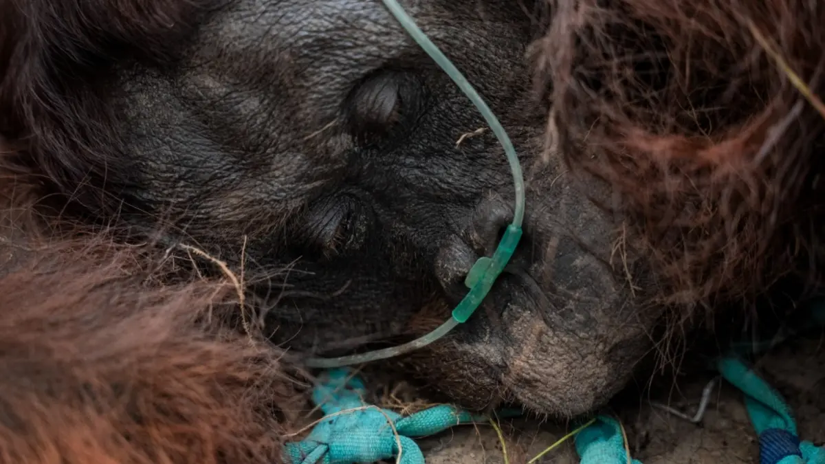 Upaya penyelamatan orangutan dalam kondisi lemas di kebun sawit milik warga di Desa Laman Satong, Kecamatan Matan Hilir Utara, Kabupaten Ketapang, Minggu (30/8). (ISTIMEWA)