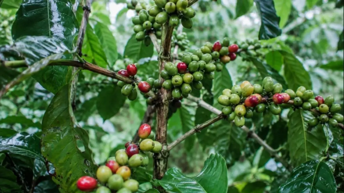 Ilustrasi - Tanaman kopi. 