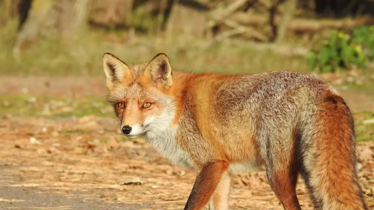 Coyote atau koyote adalah hewan liar mirip anjing yang berasal dari wilayah Amerika Utara dan Tengah. (Magnific)