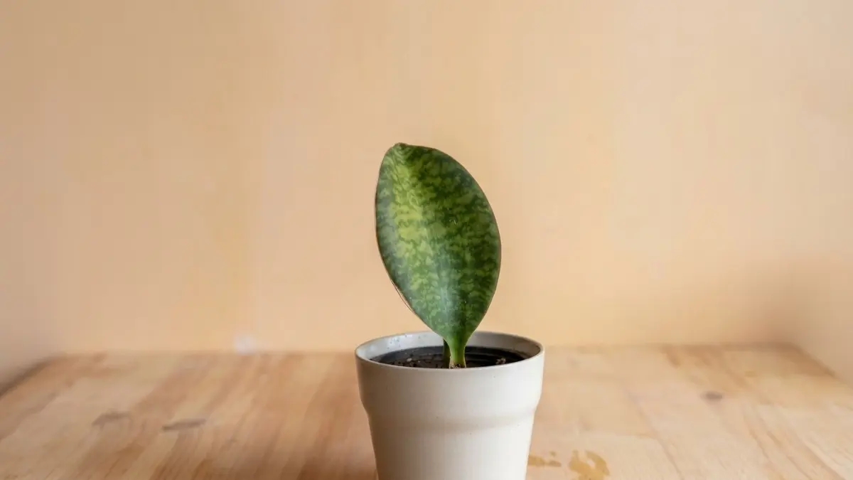 Lidah mertua berjenis Dracaena masoniana yang memiliki daun tunggal atau berlapis sangat lebar, tebal, dan menyerupai sirip ikan paus. (lowlightleaf)