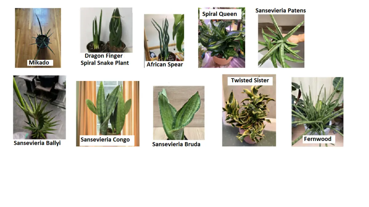 Sejumlah varietas snake plant memiliki daun yang melintir atau membentuk spiral alami sehingga tampil seperti tanaman hias berbentuk pahatan. (BALCONYGARDENWEB)