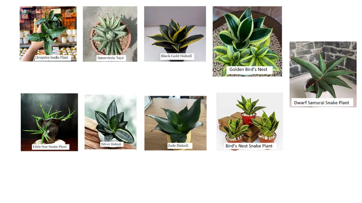Sembilan varietas snake plant mini menawarkan bentuk dan corak daun unik dengan ukuran yang tetap ringkas untuk ruang terbatas. (BALCONYGARDENWEB)