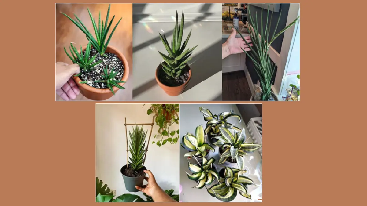 Snake plant dapat dilatih membentuk spiral menggunakan rangka penyangga, teknik pemelintiran bertahap, atau pengaturan cahaya. (BALCONYGARDENWEB)