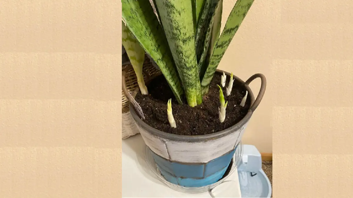 Snake plant yang sudah matang dapat menghasilkan anakan dari rimpang, tetapi sejumlah faktor dapat membuat pertumbuhannya terhambat. (BALCONYGARDENWEB)