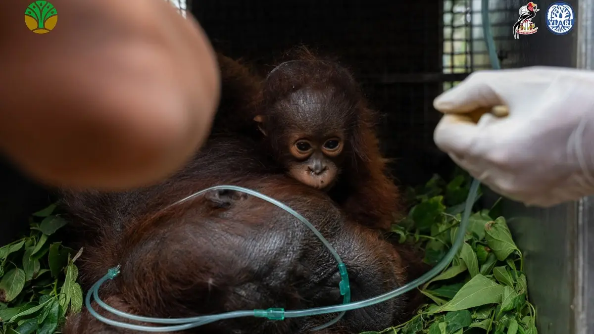 Tim YIARI melakukan penanganan terhadap induk dan anak orangutan yang diselamatkan dari ancaman karhutla di Ketapang.