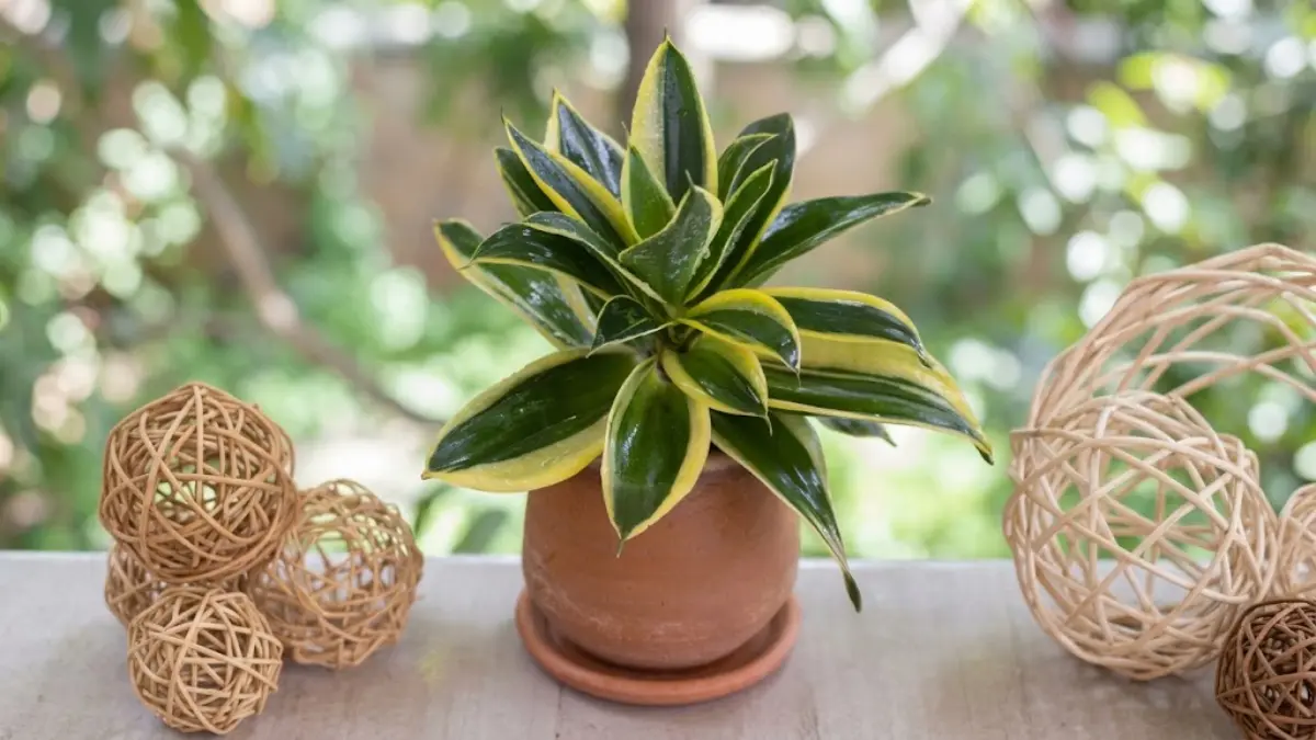 Salah satu varietas Snake Plant atau lidah mertua yang cocok untuk ruang minimalis rumah Anda. (gardeningknowhow)