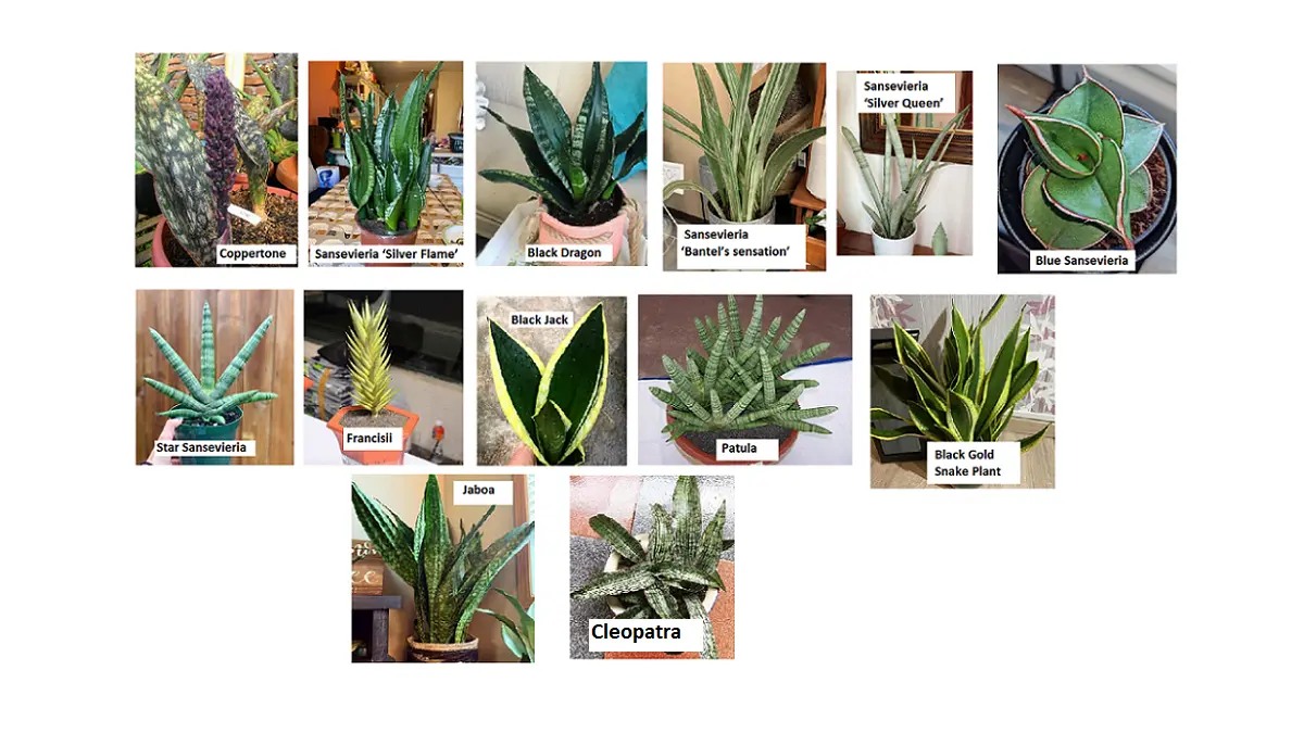 Sejumlah varietas snake plant memiliki warna dan pola daun unik, mulai dari hijau gelap, kuning, silver, biru hingga tembaga. (BALCONYGARDENWEB)