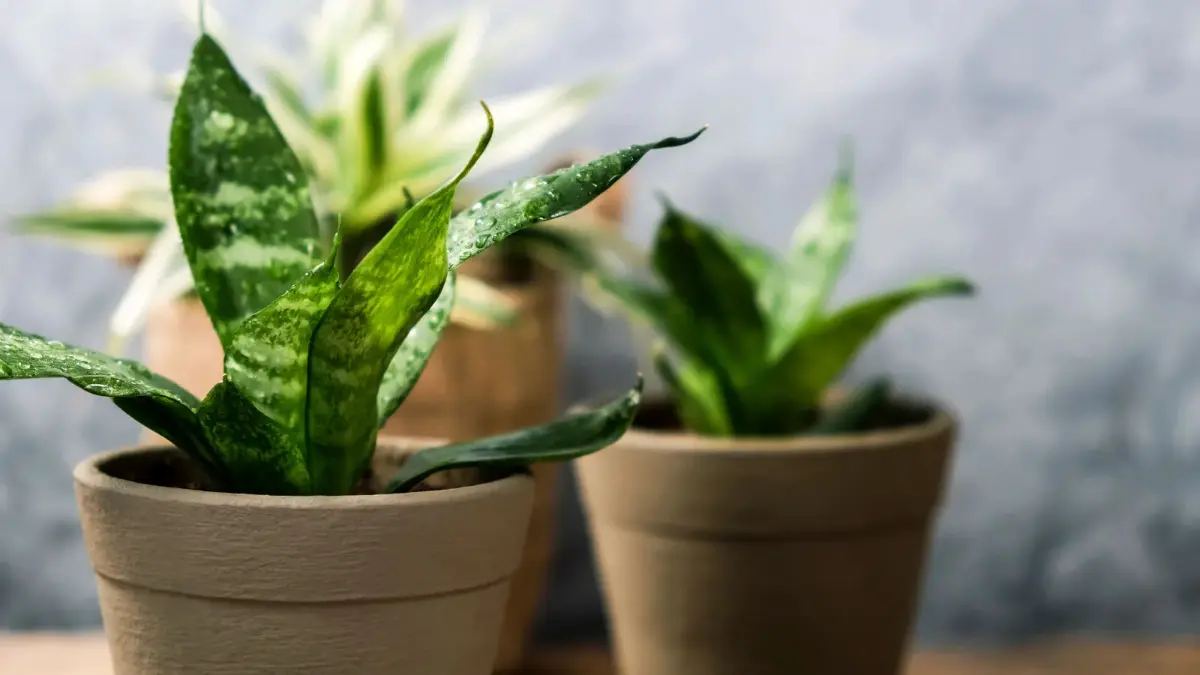Snake plant punya karakter pertumbuhan berbeda. Ada yang benar-benar kerdil, sementara lainnya tetap kecil karena tumbuh sangat lambat. (gardeningknowhow)