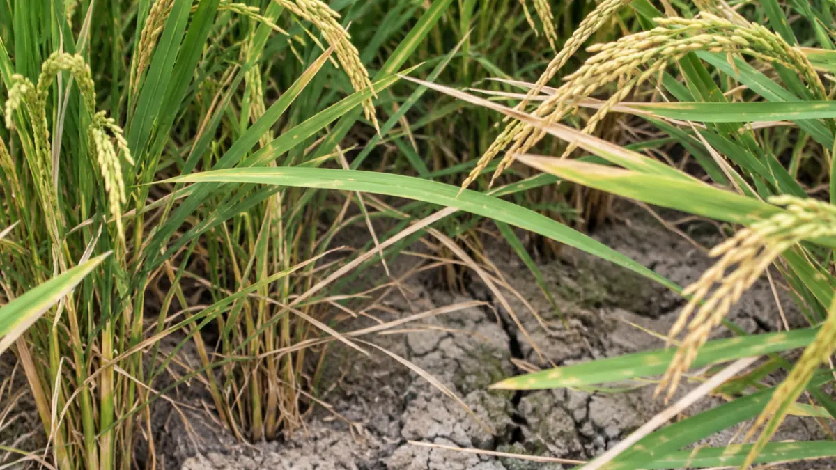 Sawah sejumlah petani di Kabupaten Sambas mengalami kekeringan. Kondisi ini dikhawatirkan menyebabkan hasil panen merosot.