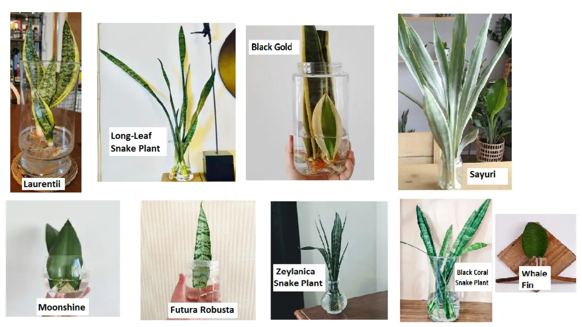 Sejumlah varietas snake plant dapat ditanam di dalam air menggunakan vas atau wadah kaca dengan perawatan yang tepat. (BALCONYGARDENWEB)